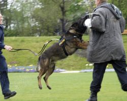BuPol Diensthund
