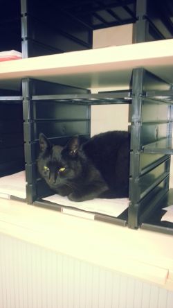 0714 Katze Tatort