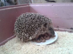 1229 Igel
